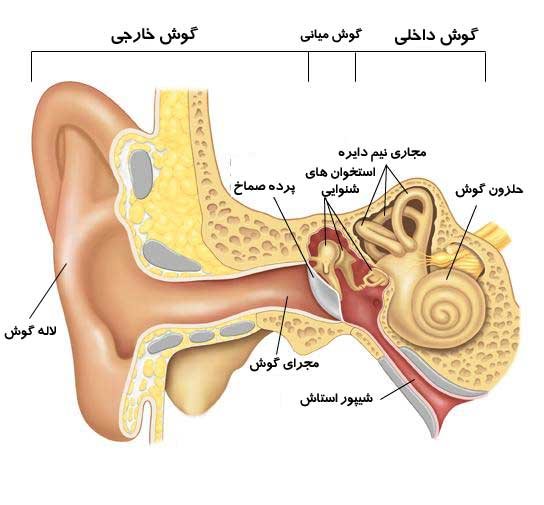 a picture of human's ear