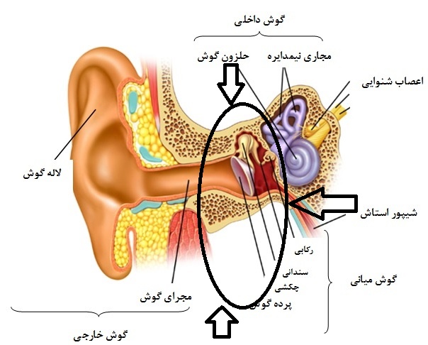 a picture of ear